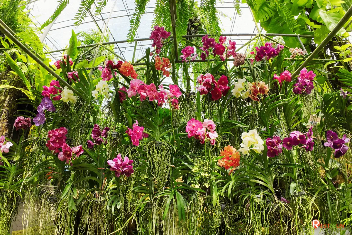 The flowers at Nong Nooch Garden are beautifully displayed